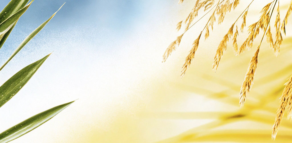 Гель алоэ вера с зостерой