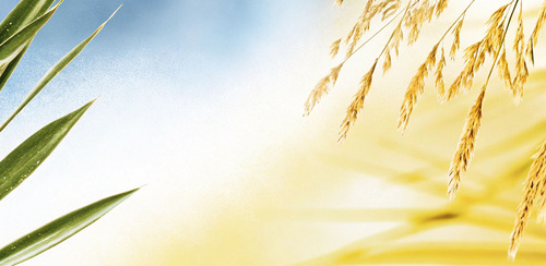 Гель алоэ вера с зостерой